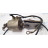 406400069496 | PHILIPS - Image 5